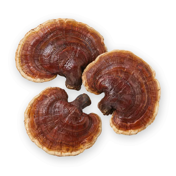 Reishi, roodbruine glanzende paddenstoelen.